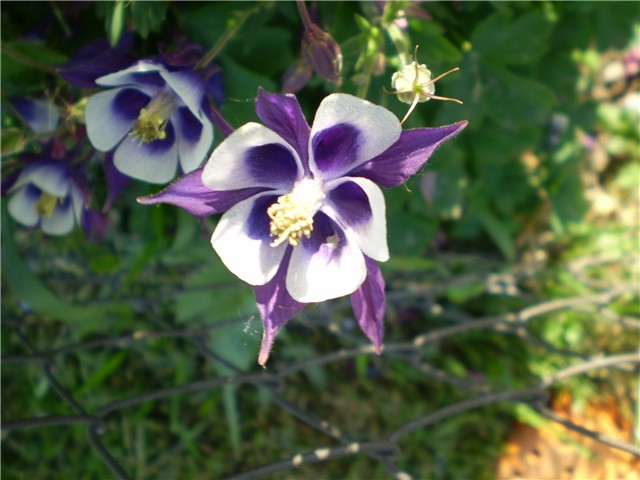 pakujac